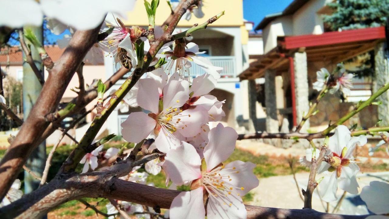 Apartmani Mala Sirena Maslenica Dış mekan fotoğraf